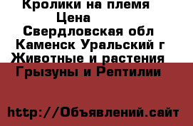 Кролики на племя  › Цена ­ 400 - Свердловская обл., Каменск-Уральский г. Животные и растения » Грызуны и Рептилии   